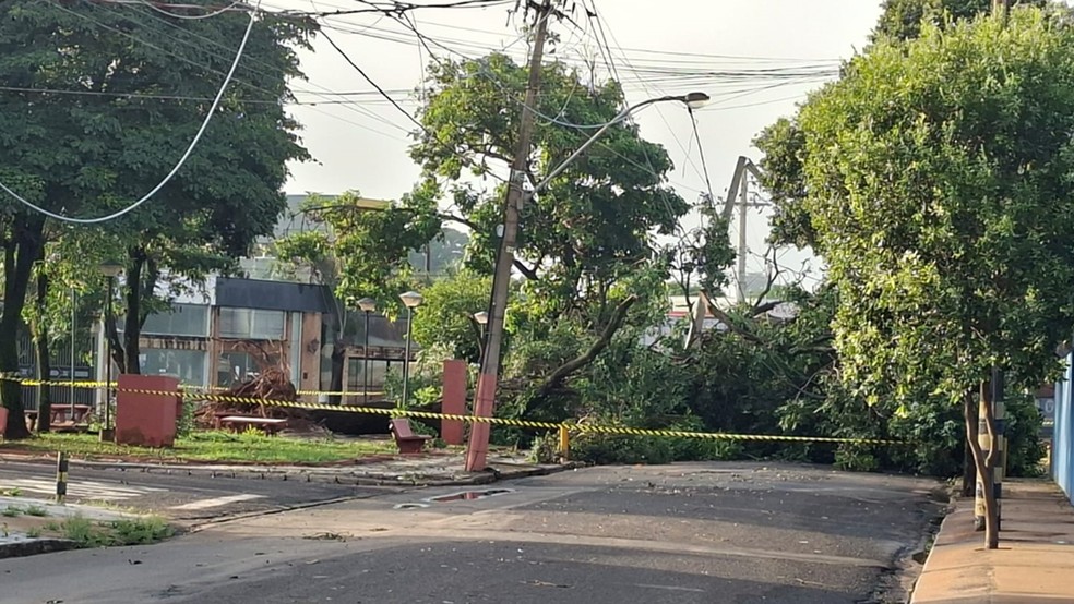 Rua interditada em Neves Paulista (SP) em virtude de queda de &aacute;rvore provocada pelo temporal do in&iacute;cio da noite de ter&ccedil;a-feira (24), na regi&atilde;o noroeste &mdash; Foto: Rodrigo Carro/TV TEM