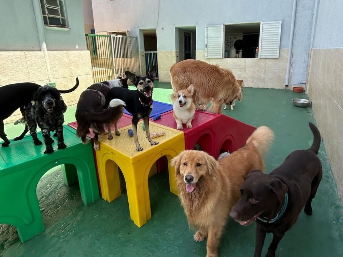 Creches para pets ganham mercado com mudanças sociais, e 7 em cada 10 são MEIs na região de Campinas