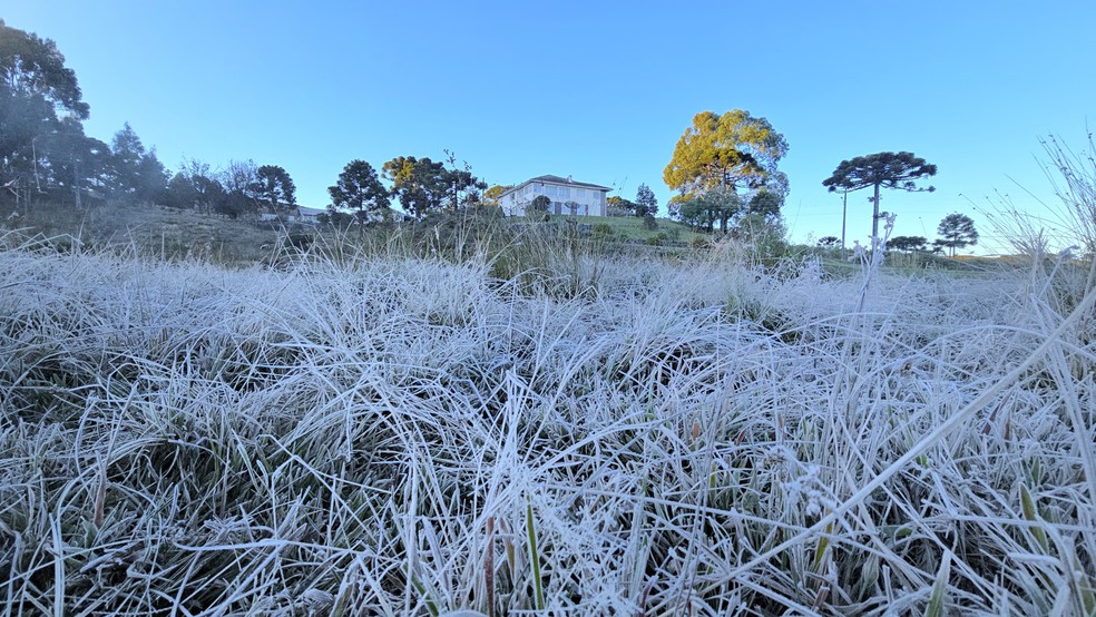 Geada em São Joaquim, na Serra de Santa Catarina. — Foto: Mycchel Legnaghi/Divulgação