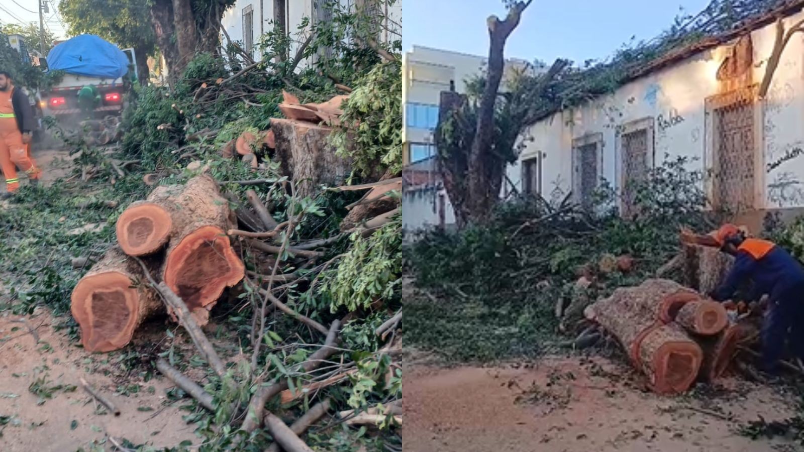 Árvores com mais de 40 anos são derrubadas no Centro de Teresina; Defesa Civil aponta risco