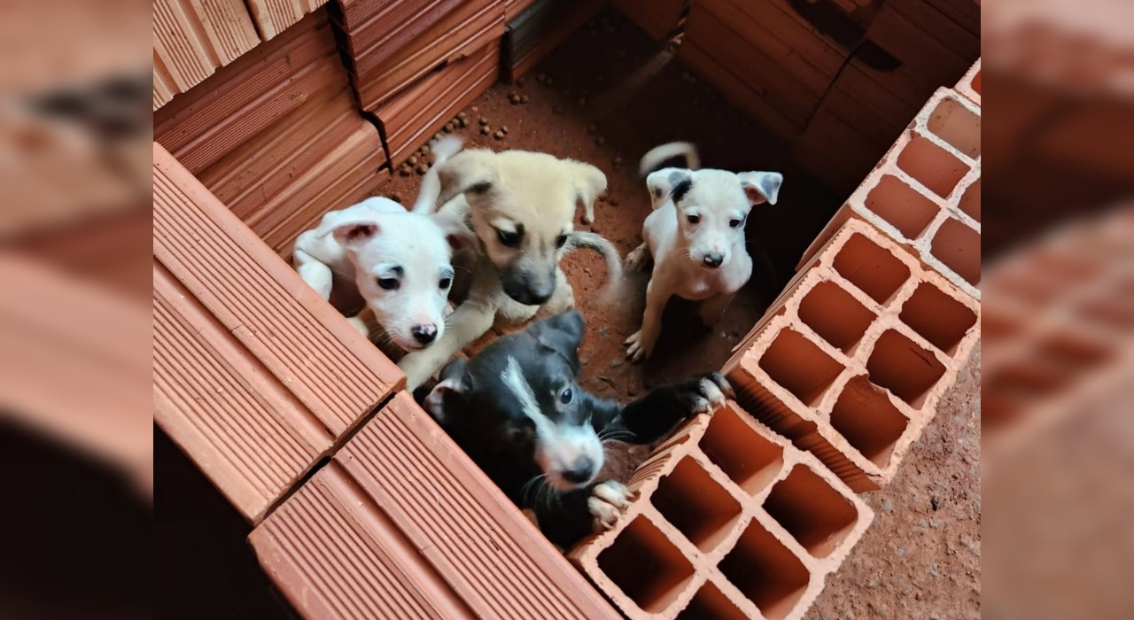 Moradores que oferecem lar temporário a animais abandonados podem se inscrever para receber benefícios em Tatuí