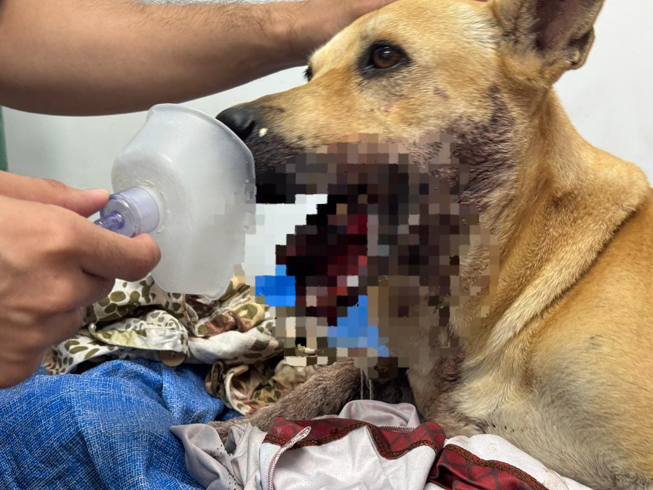 Cadela perde parte da boca após ser atingida por bomba tipo 'catolé' na virada do ano em Manaus