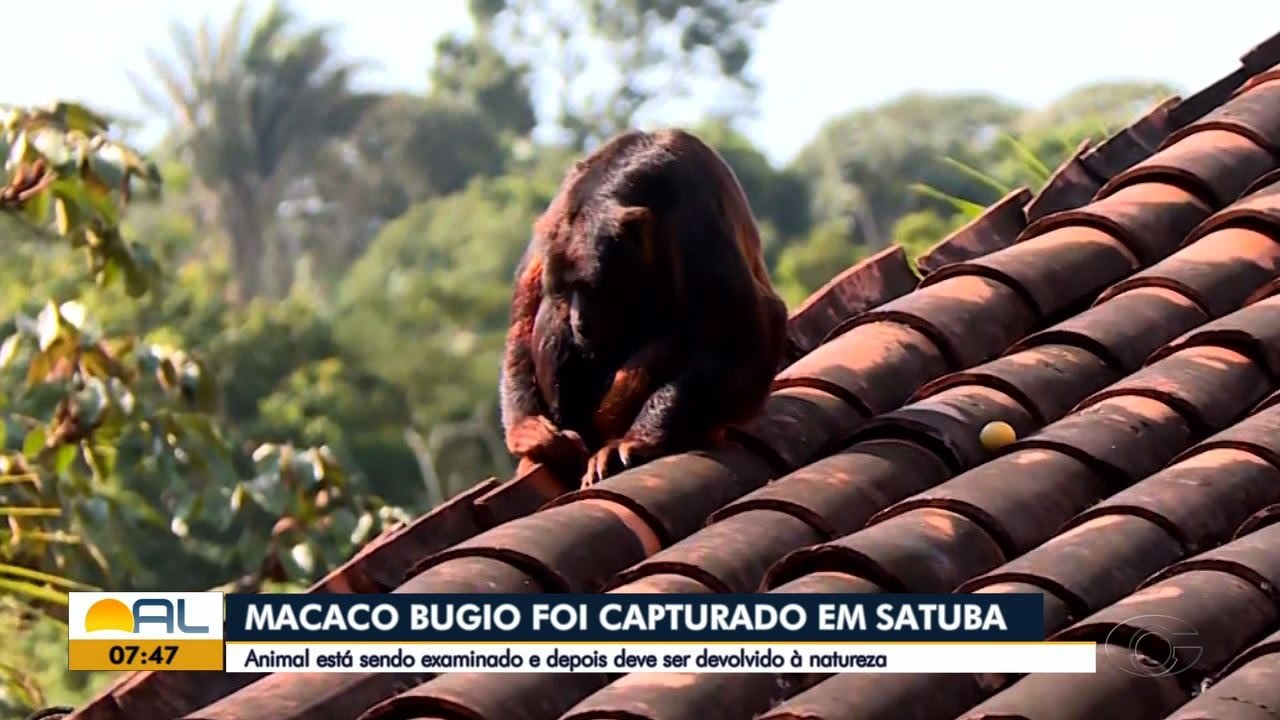 VÍDEOS: Bom Dia Alagoas, terça-feira, 22 de outubro