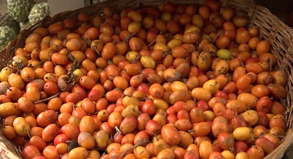 Homem morre após ingerir mais de100 caroços de seriguela em MS | Mato Grosso do Sul | G1