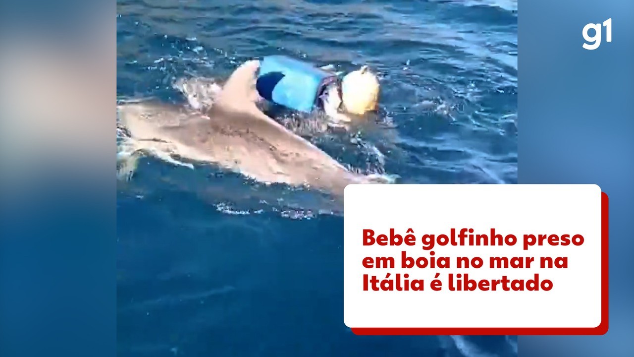 Bebê golfinho preso em boia no mar da Itália é libertado por agentes da Guarda Costeira; VÍDEO