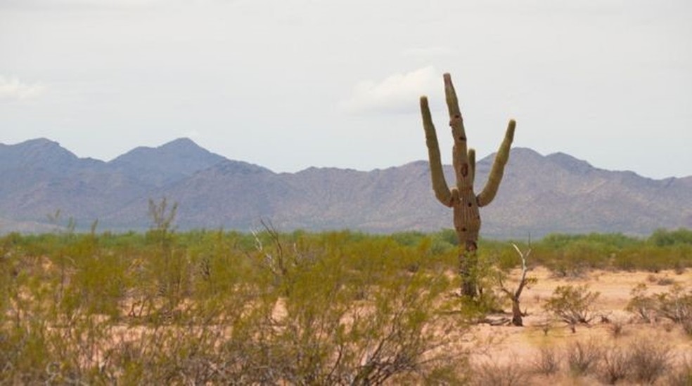 O saguaro é uma espécie de cacto que só cresce no deserto de Sonora — Foto: JOSÉ MARÍA RODERO / BBC NEWS MUNDO