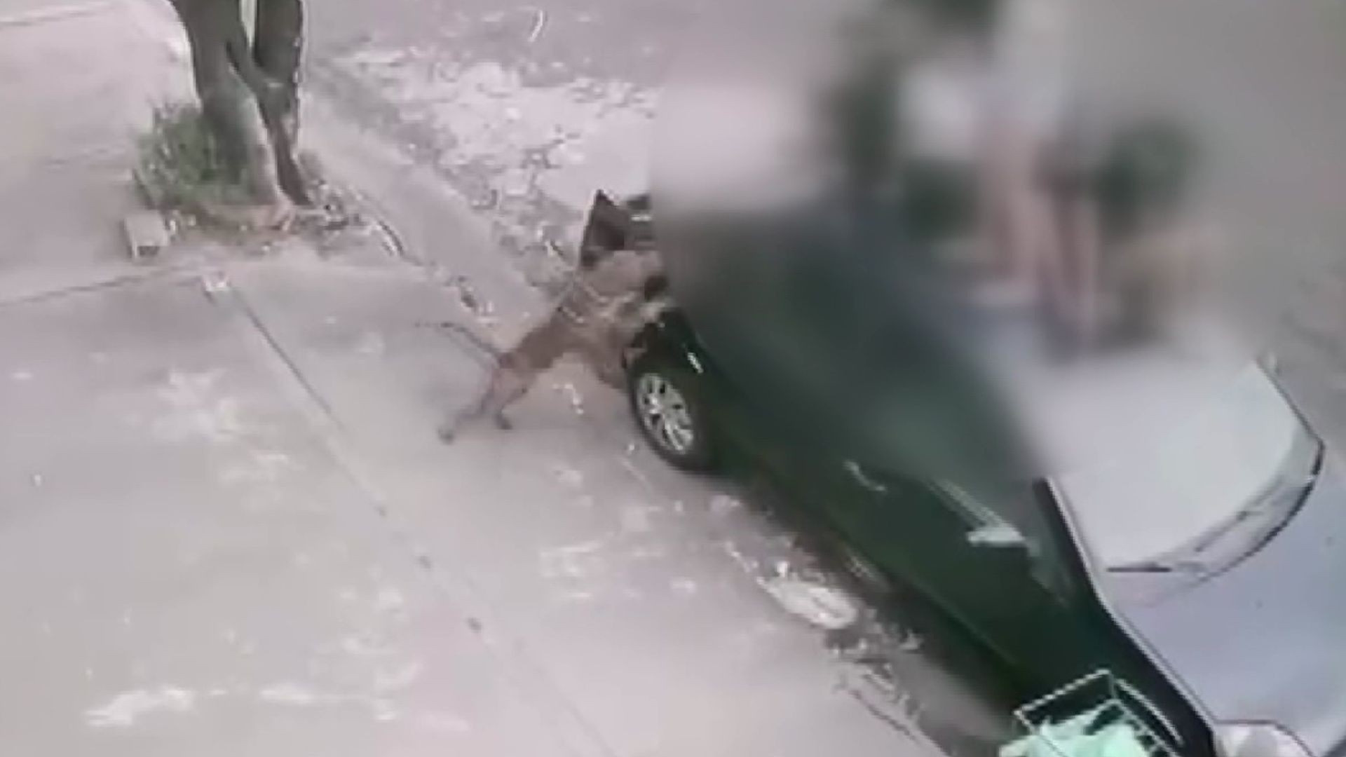 VÍDEO: grupo sobe em carro para escapar de ataque de cão no interior de SP; adolescente foi mordida