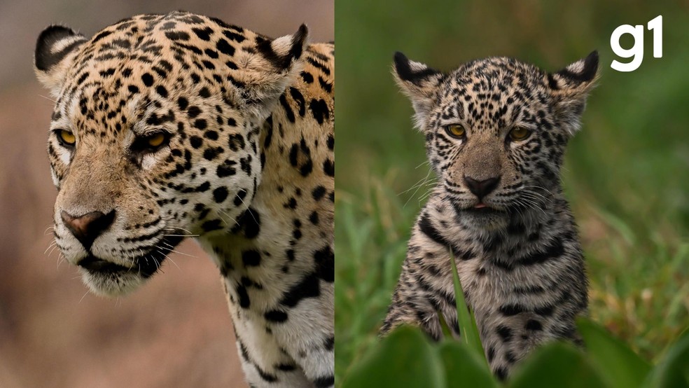 À esquerda, a mãe Patrícia, e à direita o filhote dela, Makala — Foto: Ailton Lara