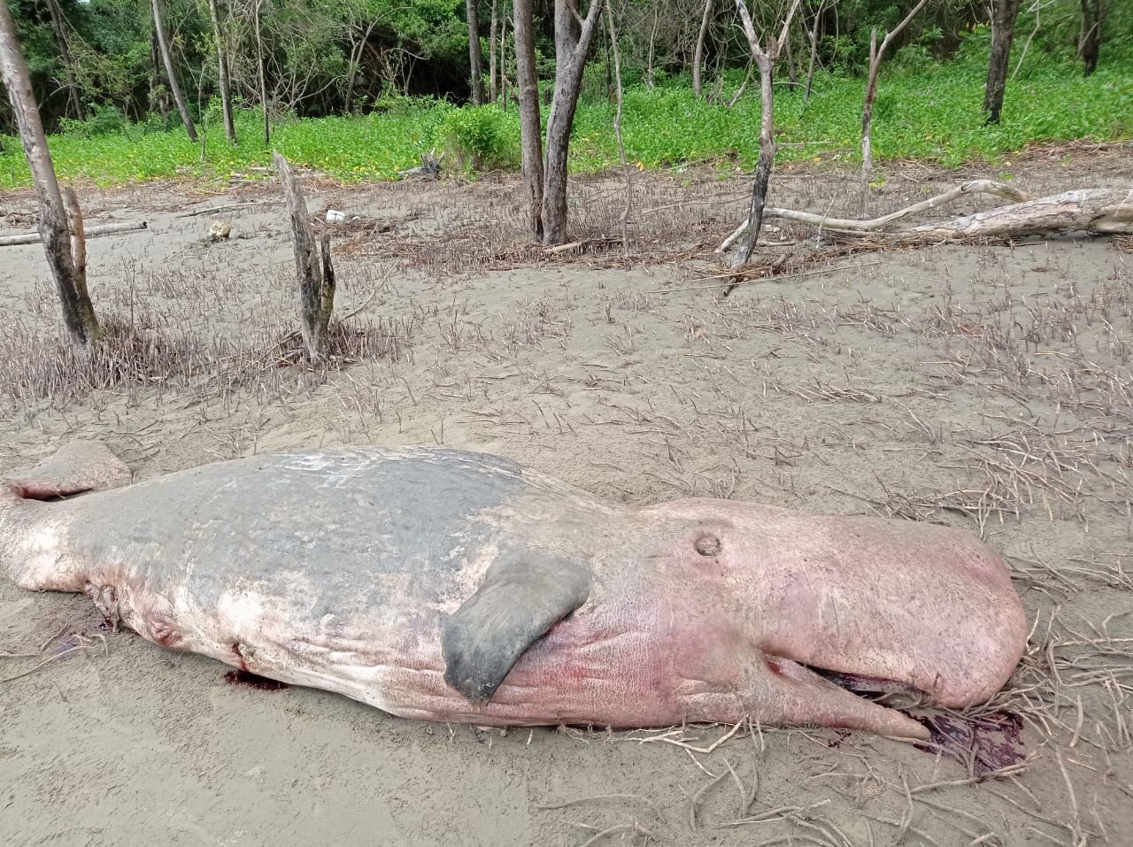 Filhote morto de baleia cachalote encalha na praia do Goiabal, no Amapá