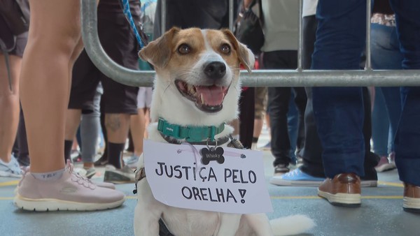 Manifestantes fazem ato na Av. Paulista neste domingo (1°) pedindo Justiça pelo cão orelha, morto em Florianópolis (SC). — Foto: Reprodução/TV Globo