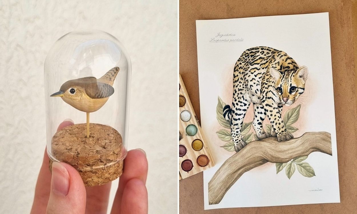 ‘Sem técnica e persistência, jamais teria chegado onde estou’: bióloga transforma natureza em arte