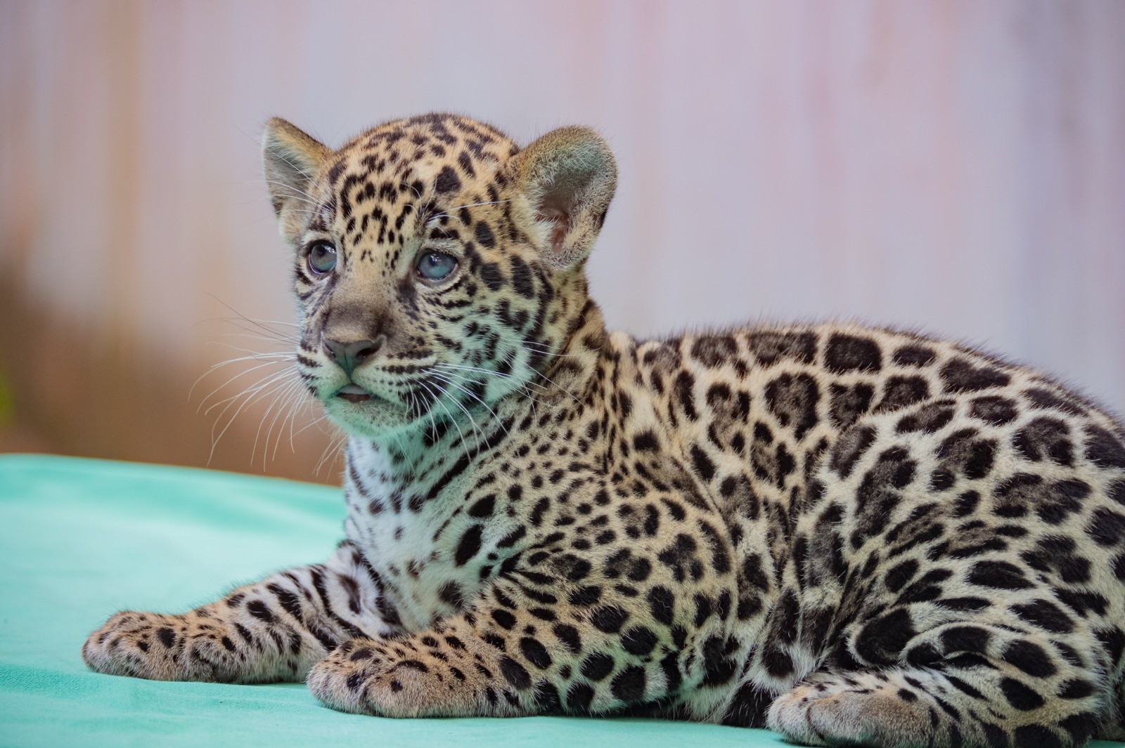 Xingu, Tapajós ou Solimões? Onça-pintada ameaçada de extinção nasce no Pará e público pode escolher o nome