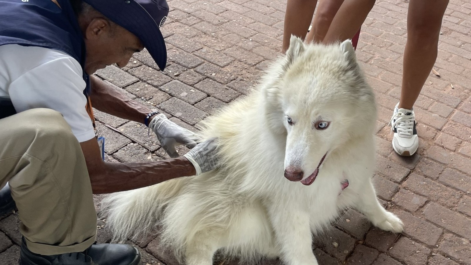 Vacinação contra raiva para cães e gatos em Teresina continua no sábado (29)