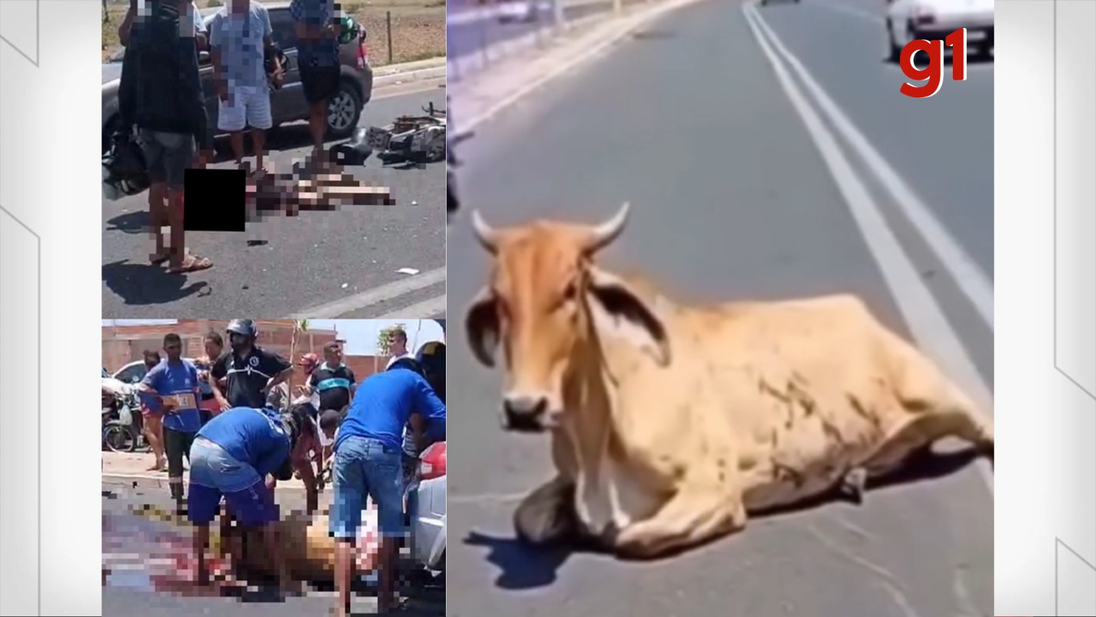 VÍDEOS; Pessoas que esquartejaram vaca viva após acidente que matou motociclista são investigadas no PI