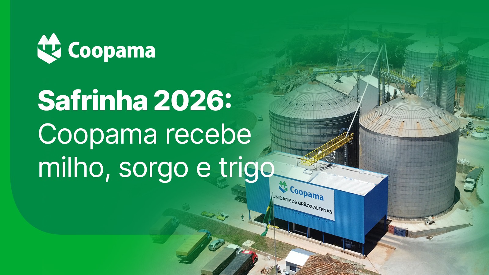 Safrinha 2026: Coopama recebe milho, sorgo e trigo  