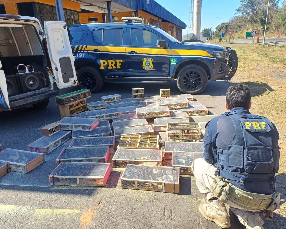 Dupla é liberada após flagrante de transporte ilegal de 1400 aves silvestres