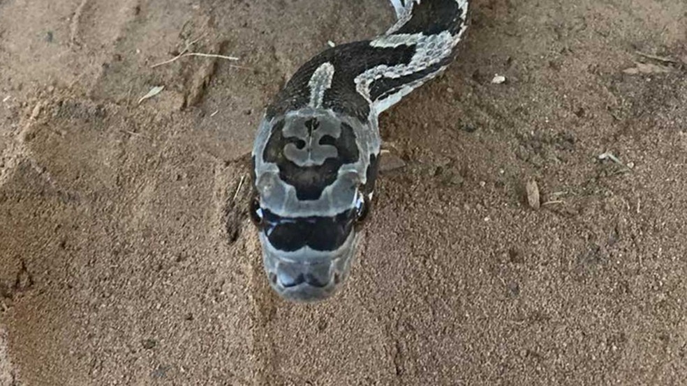 Cobra engraçada usando óculos escuros