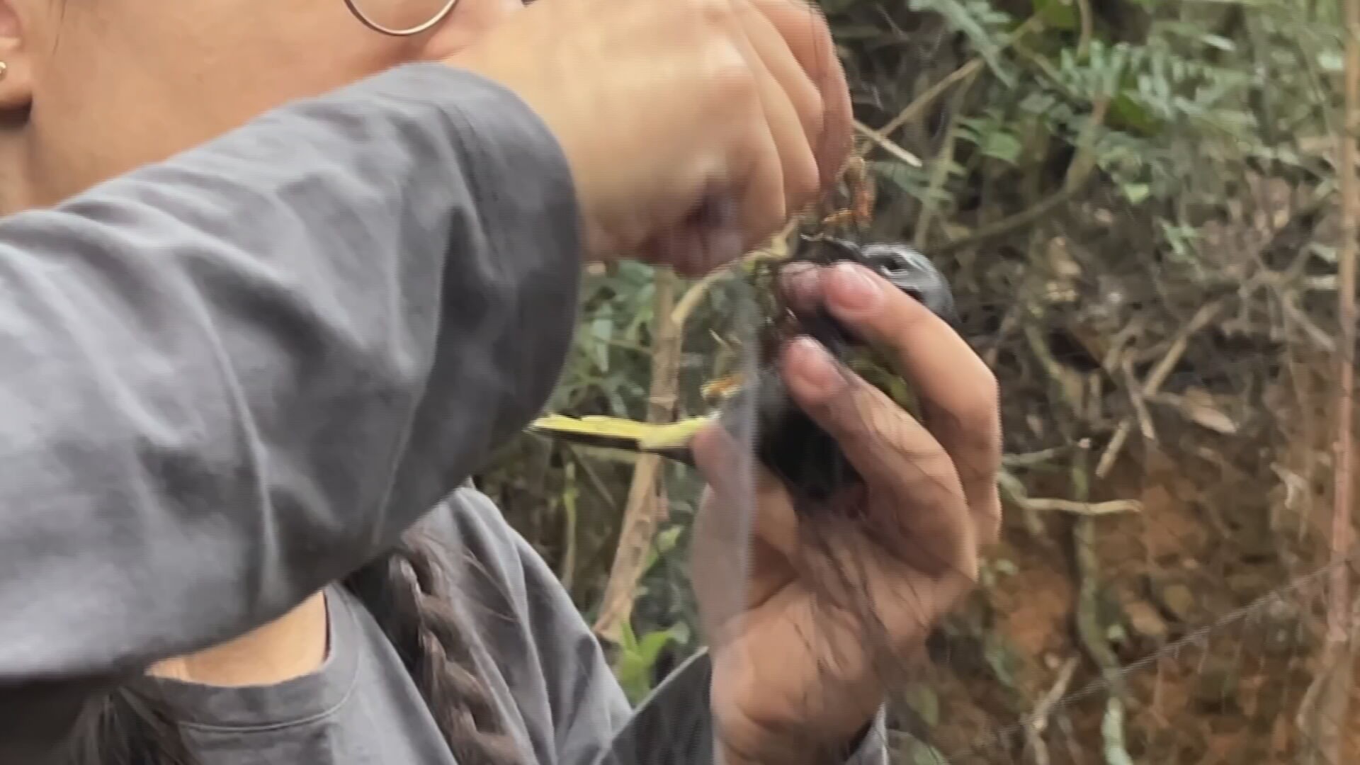 Pesquisadores estudam comportamento de aves na Serra do Japi, SP