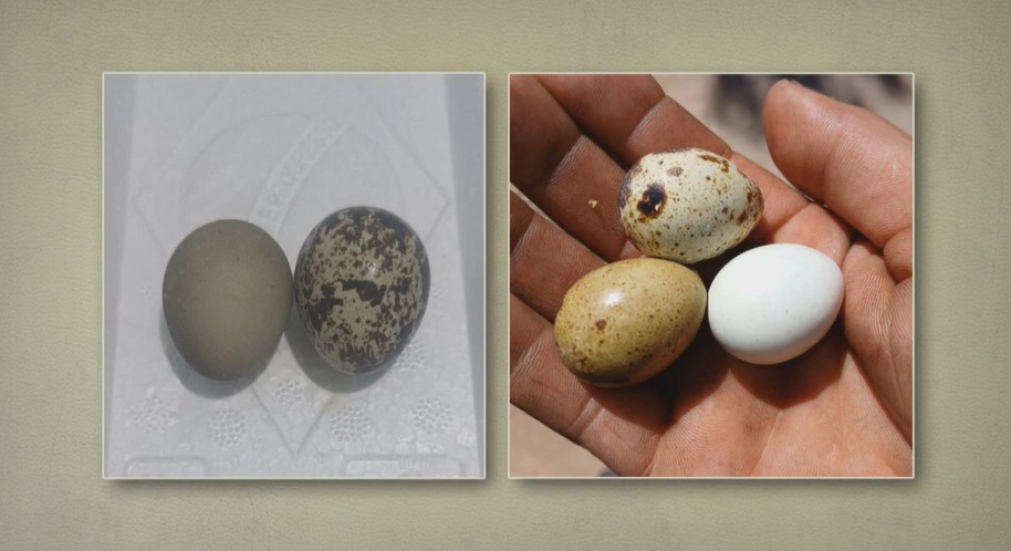 Por que ovos de codorna têm manchas e cores diferentes? Entenda