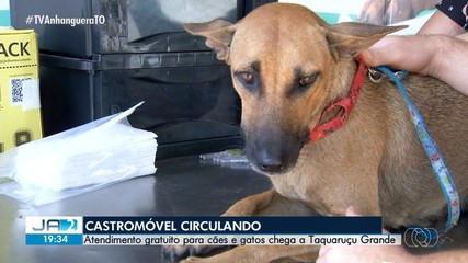 Castramóvel leva atendimento a cães e gatos de Palmas