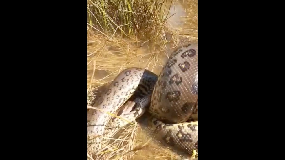 Cobra canibal? Flagra bizarro mostra serpente venenosa devorando