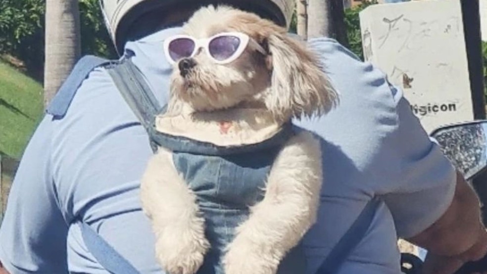 O animal estava preso ao corpo do motociclista com uma espécie de colete — Foto: Redes sociais/reprodução