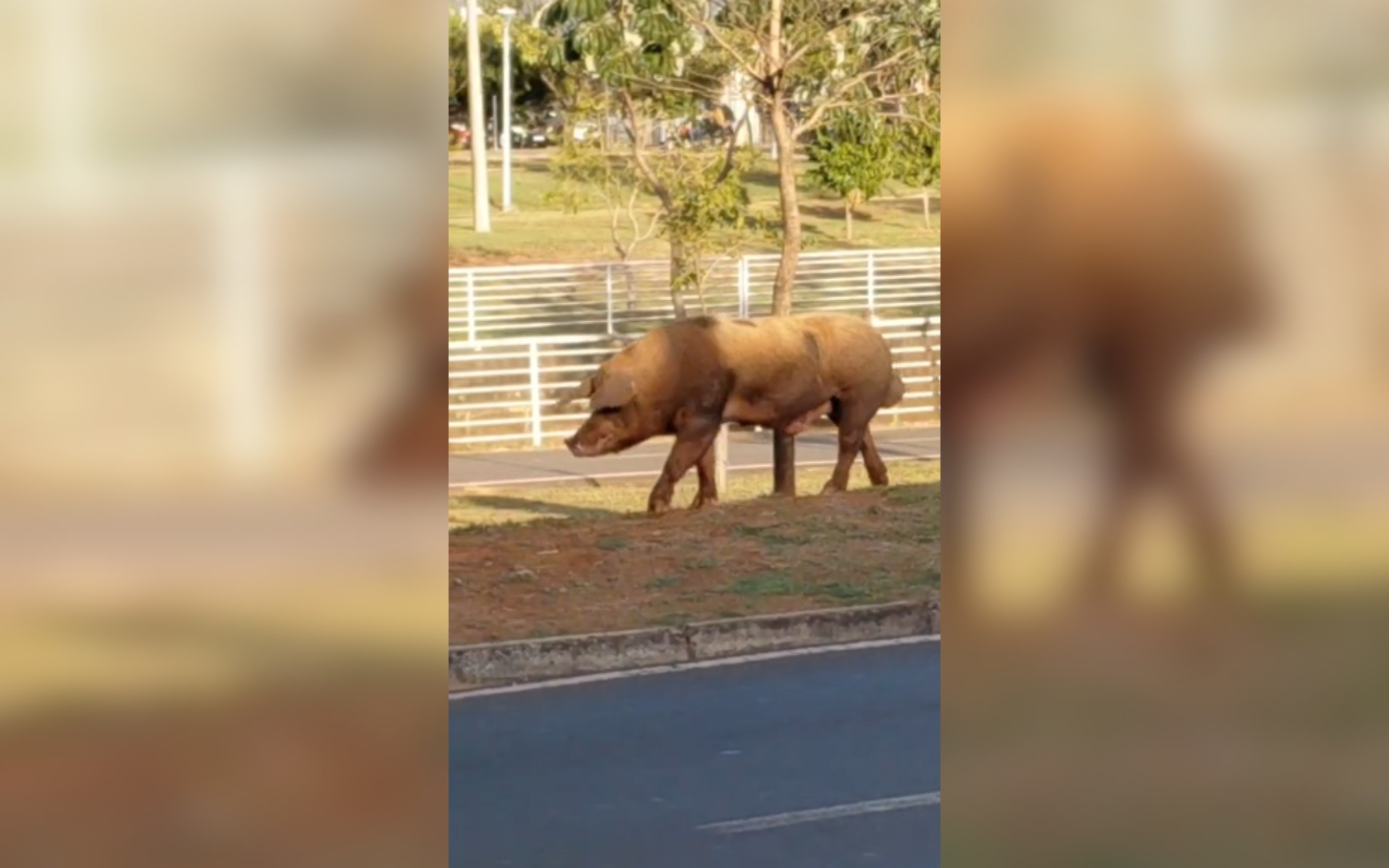 Porco é flagrado circulando por pista de caminhada em avenida de Rio Preto; vídeo