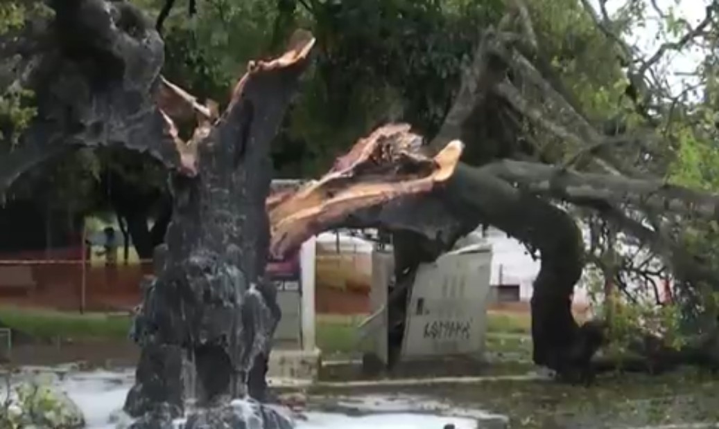 Árvore centenária e tombada pela legislação ambiental cai no sudoeste da Bahia