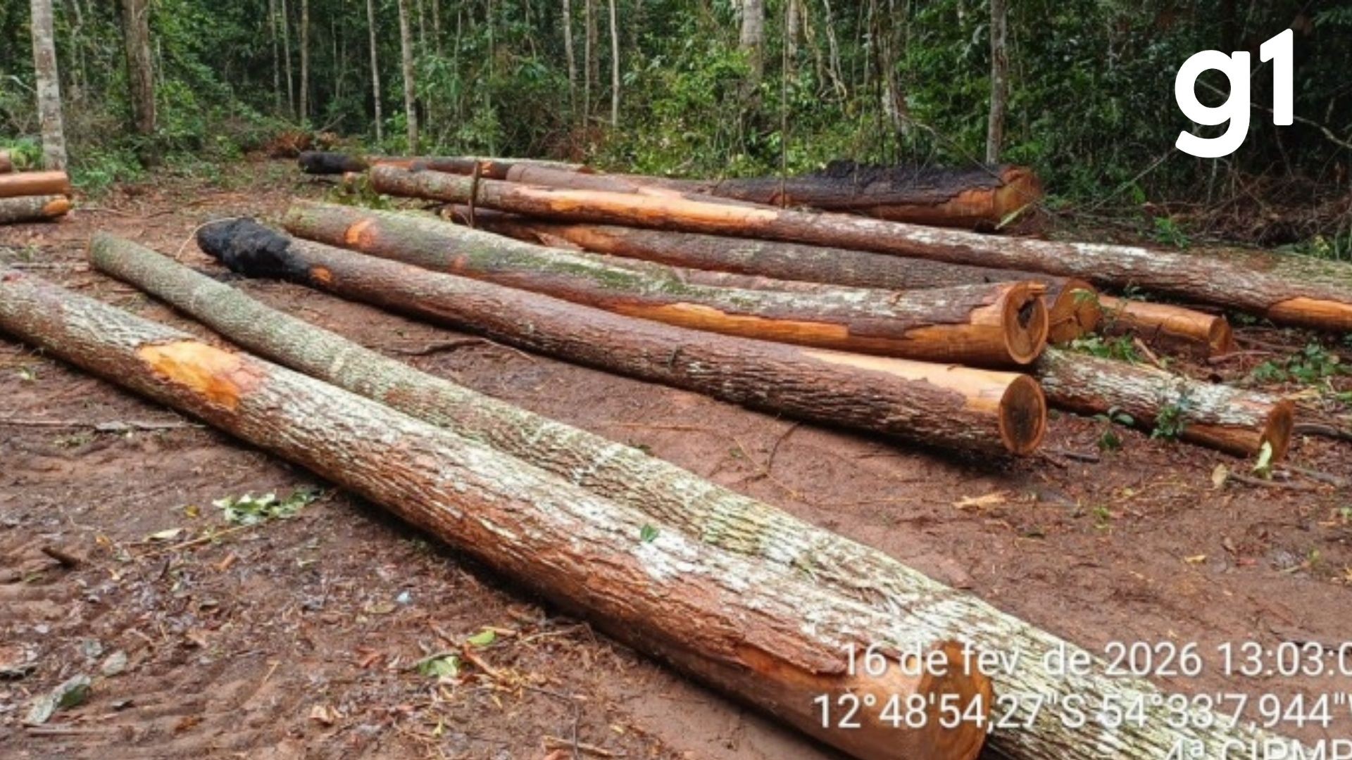 Criminosos derrubam árvores em estrada para impedir fiscalização e são presos por extração ilegal em MT