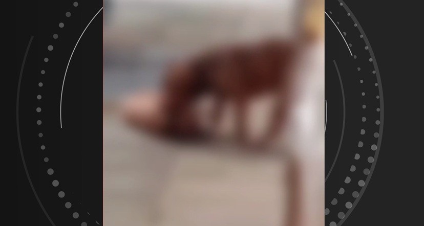 VÍDEO: Pitbulls fogem de casa e matam cachorro em Maceió