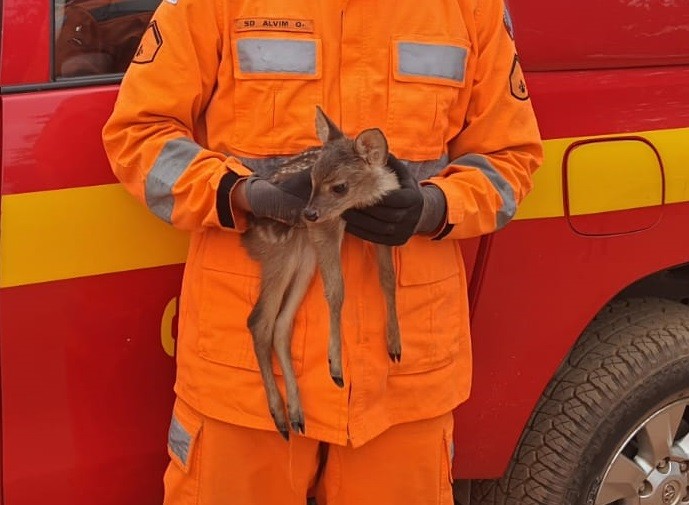 Filhote de veado-campeiro aparece em propriedade rural e é resgatado pelos bombeiros em MG