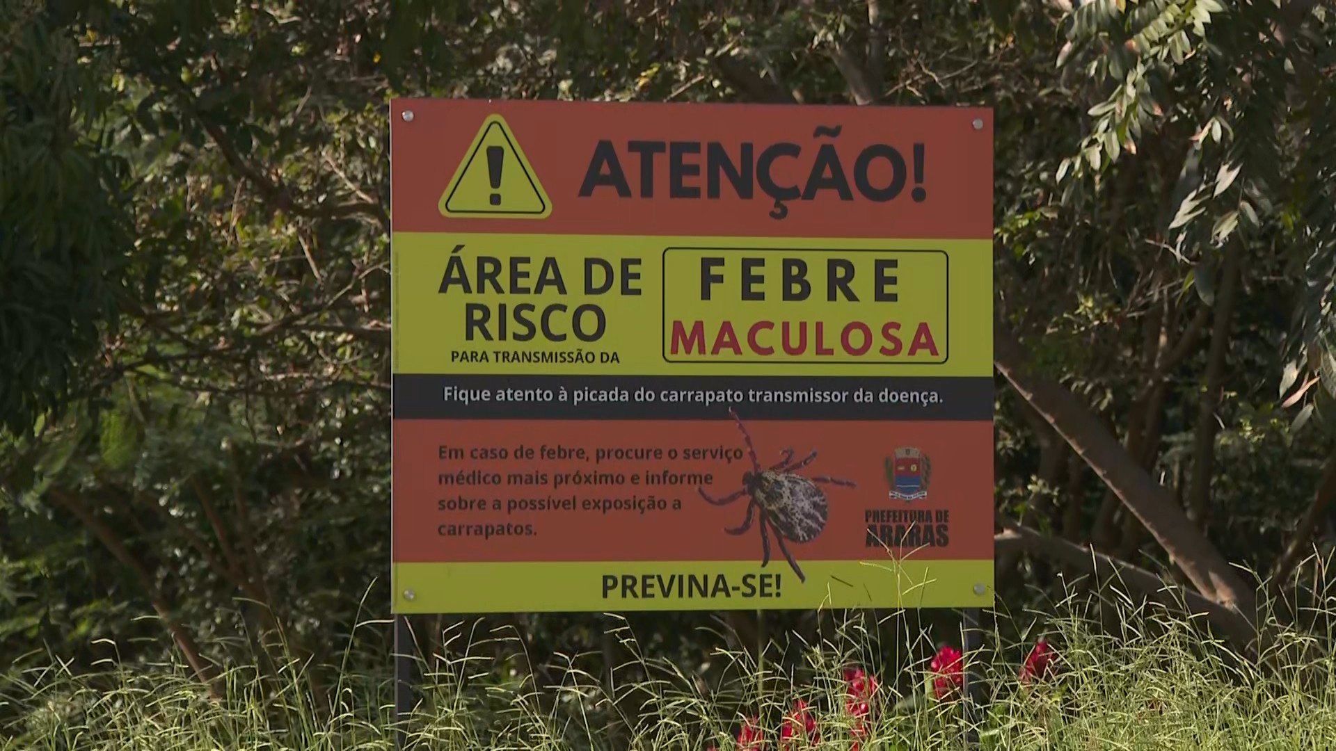 Carrapato-estrela: febre maculosa mata 3 crianças e 1 idoso em 2 cidades no interior de SP 