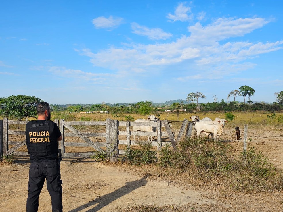 Cabeças de gado em uma das propriedades investigadas. — Foto: Ascom PF-PA