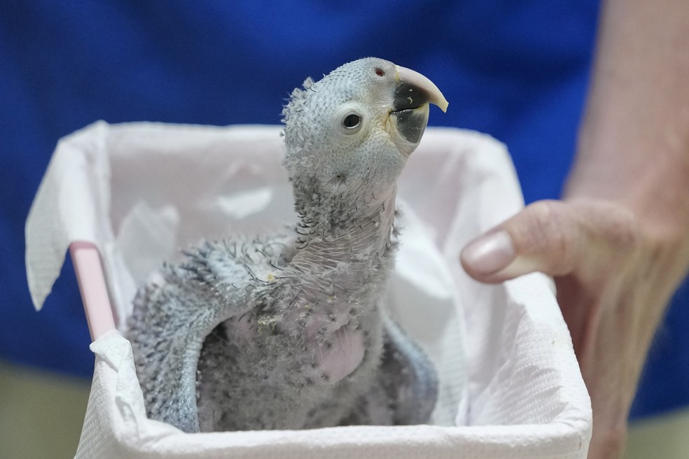 Um filhote de arara-azul de 21 dias é carregado em uma cesta para sua incubadora em um projeto de criadouro em seu habitat nativo em uma área rural de Curaçá. — Foto: AP Photo/Andre Penne
