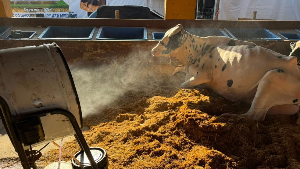 Criadores usam ventilador e umidificador para evitar estresse térmico de vacas em São José do Rio Preto — Foto: André Modesto/TV TEM