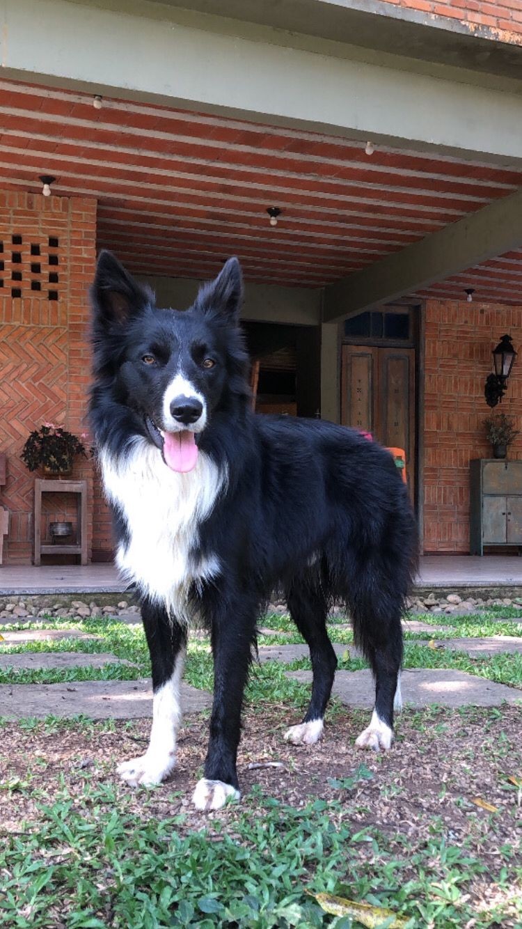 Cão é atropelado por caminhonete em Volta Redonda; tutor alega que motorista atropelou propositalmente