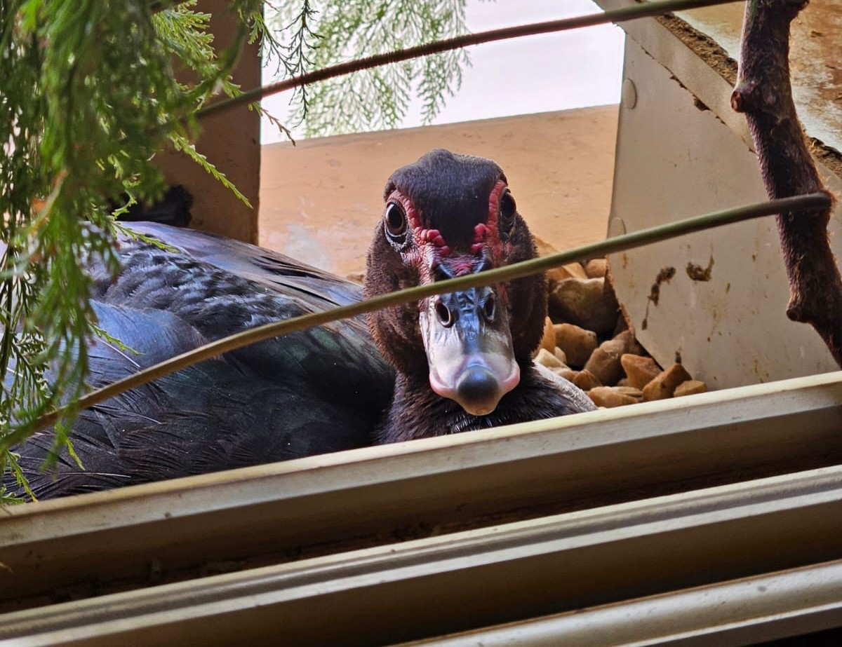 Pata coloca ovos em varanda de apartamento e história ganha destaque nas redes sociais