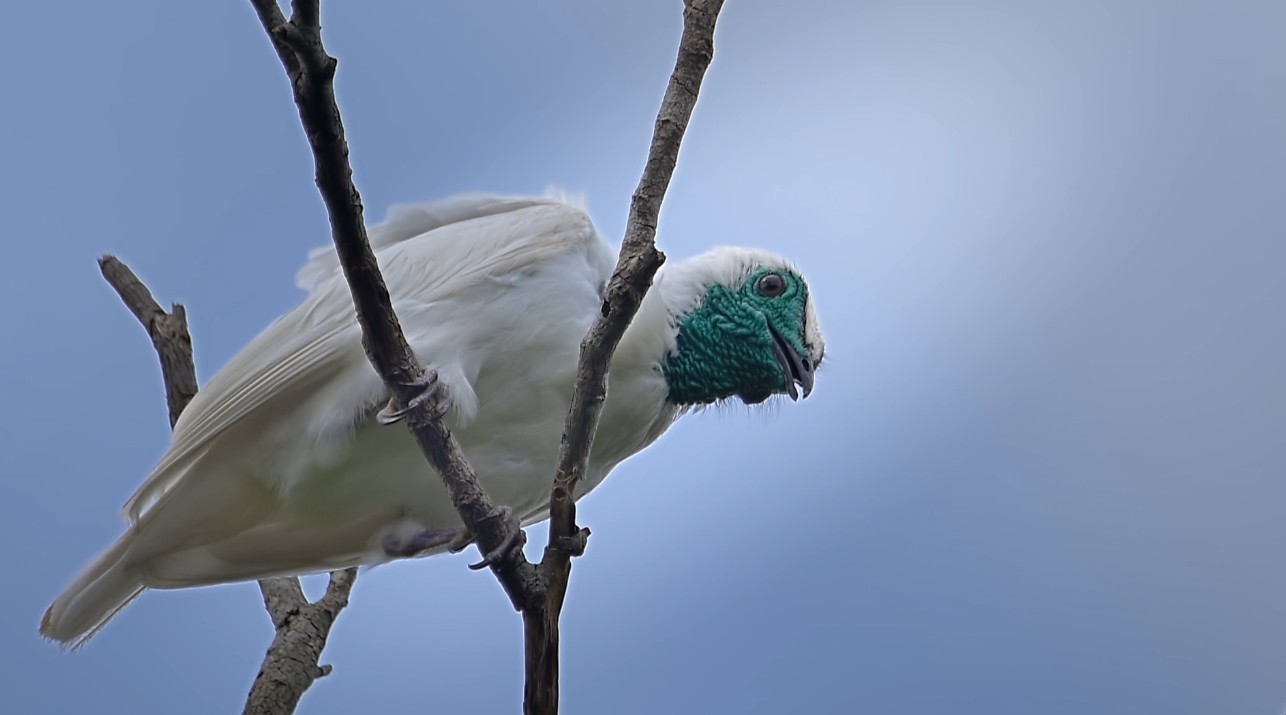 Terra da Gente explora aves da Mata Atlântica e visita uma das maiores riquezas naturais do Ceará