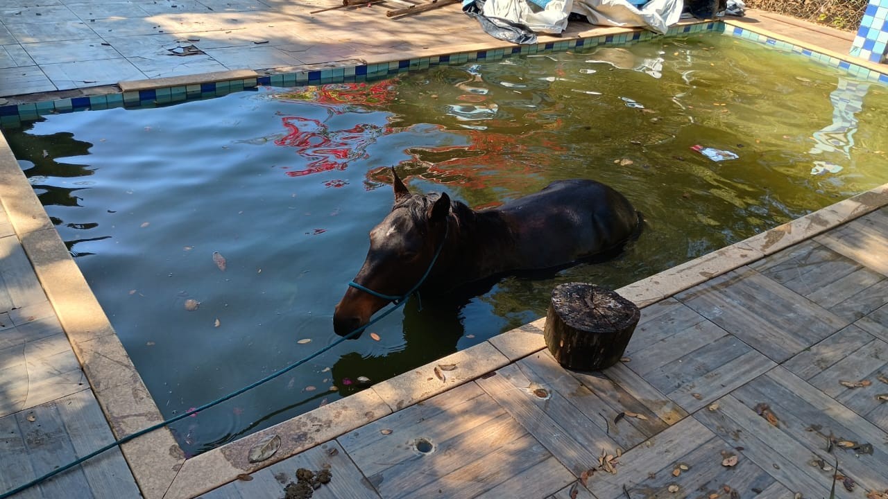 VÍDEO: Cavalo cai em piscina e é resgatado pelos bombeiros em MG