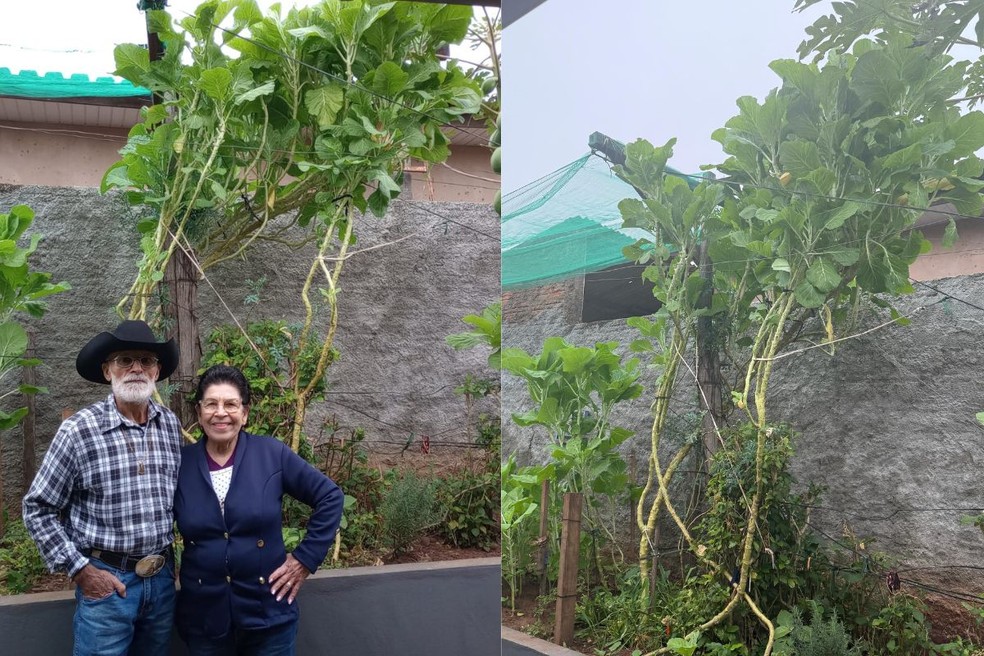 Marilene e o marido Advaldo cultivaram um pé de couve de três metros. | Foto: Cedida/Merilene Barbosa Delgado