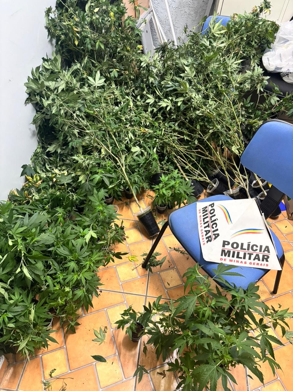 Estufa improvisada com 100 pés de maconha é descoberta em casa abandonada em MG