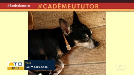 Moradora que encontrou cachorro em Palmas procura por tutor