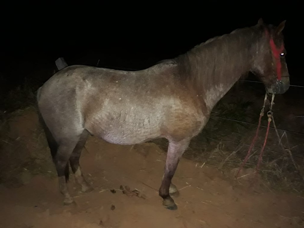 Cavalo morre após receber quase 50 chicotadas e golpes de pá do dono