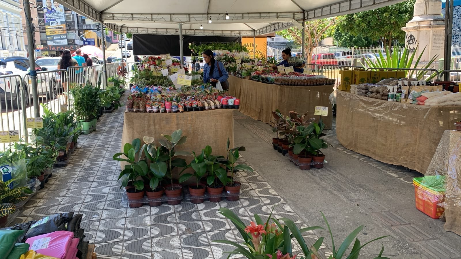 Feira de Flores de Holambra tem mais de 200 espécies a partir de R$ 5 em Maceió