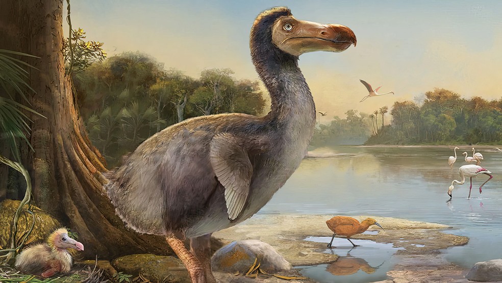 O dodô pesava cerca de 23 kg, tinha plumagem azul-acinzentada, um grande bico preto e asas pequenas. Hoje, restam apenas alguns fragmentos da espécie, como cabeças e pés, em museus. — Foto: Colossal Biosciences