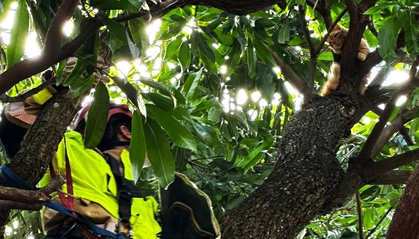 Gatinho que estava em árvore a 8 metros de altura é resgatado por bombeiros em MG