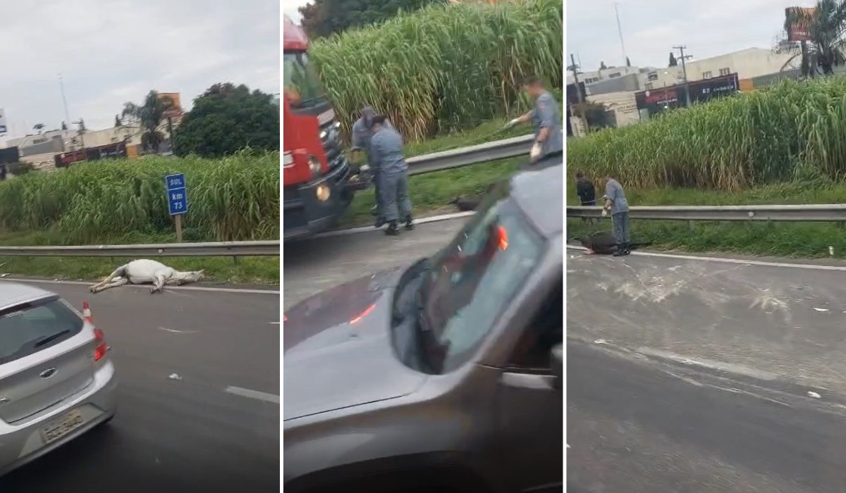 Acidente entre três veículos deixa uma pessoa ferida e dois cavalos mortos na Rodovia Anhanguera