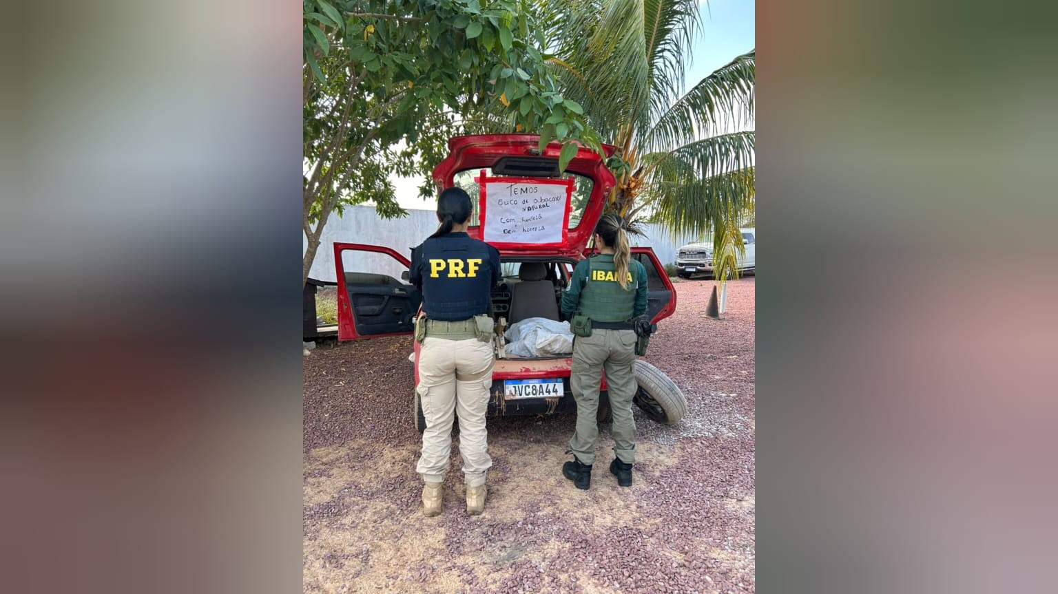 PRF apreende tartarugas-da-Amazônia transportadas ilegalmente em Itaituba