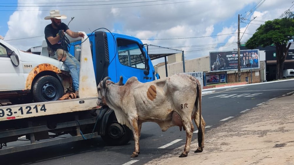 Vaca corre atrás de pedestres em ruas de Uberaba