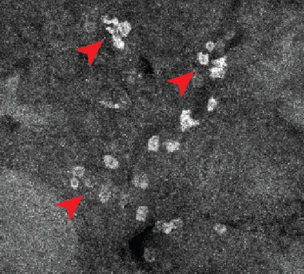 Imagem de fluorescência mostrando a ligação do ibrutinibe no baço. As setas vermelhas indicam células nas quais o ibrutinibe se ligou. — Foto: Scripps Research